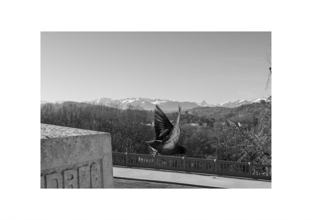 Monument aux morts de Pau, envol d'un pigeon