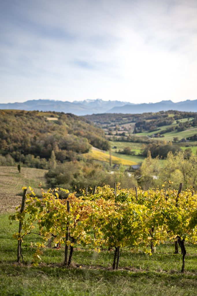 Vignes des vignobles du Jurançonnais avec en arrière plan la chaîne de Pyrénées