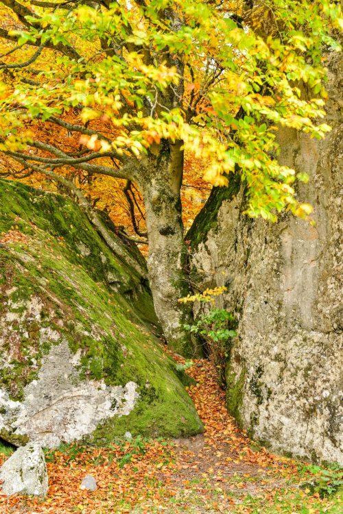 Couleurs d'automne, l'arbre tenace, faire sa place, Pyrénées, vallée d'Ossau