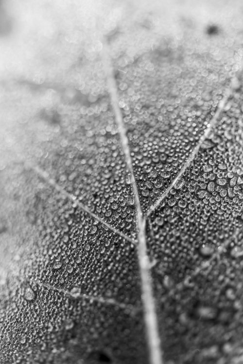 La feuille et la rosée
